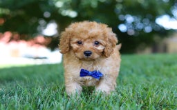 Cavapoo dogs for sale: Cavapoo 5 puppies - Image 6