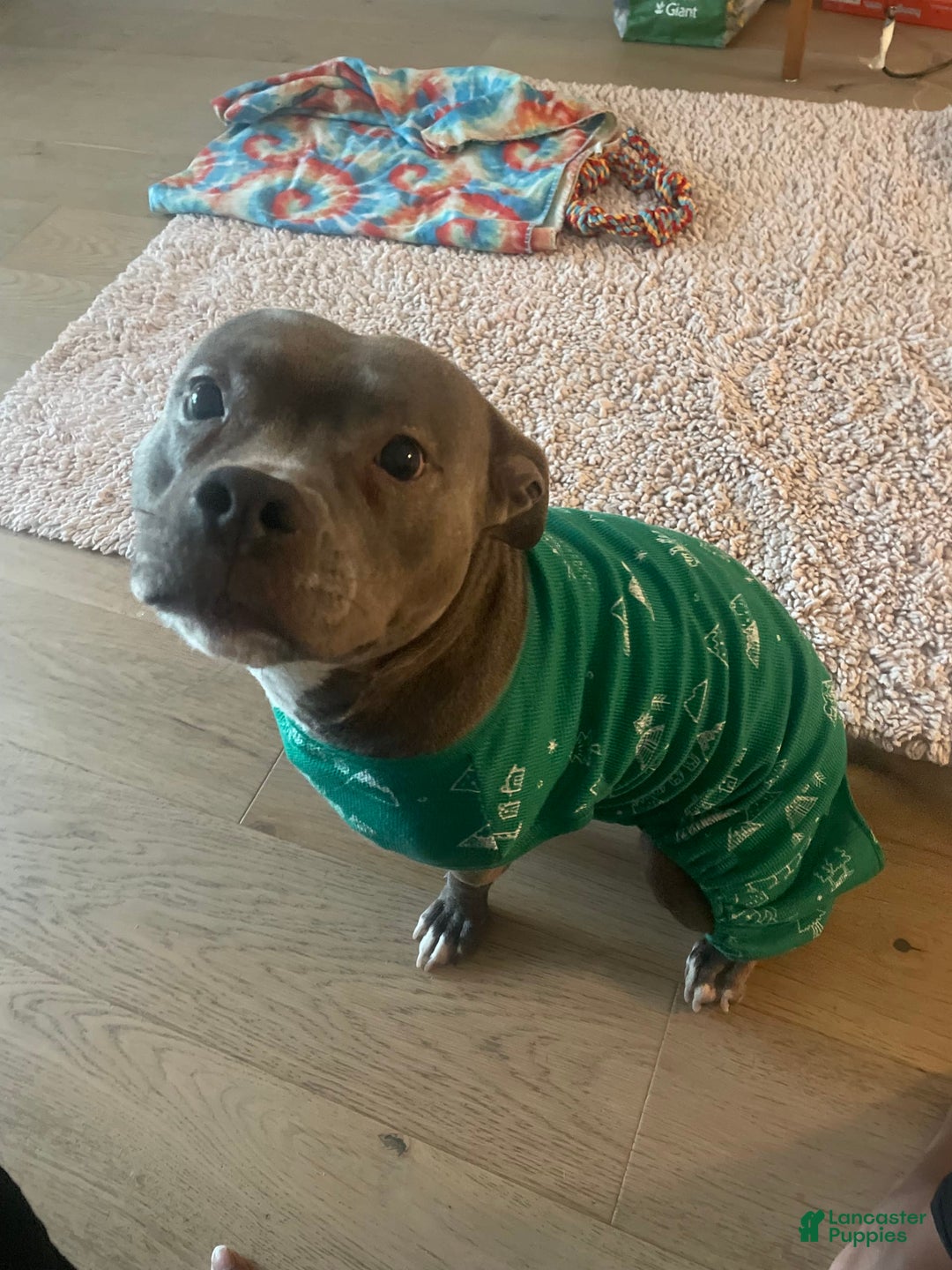 American Staffordshire Terrier dogs for sale: Gizmo - Image 9