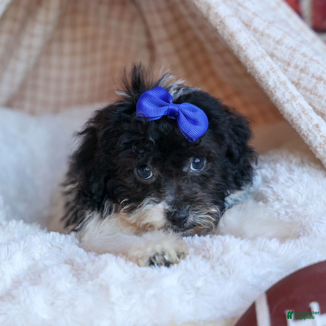 Bichpoo dogs for sale: Barney - Image 17