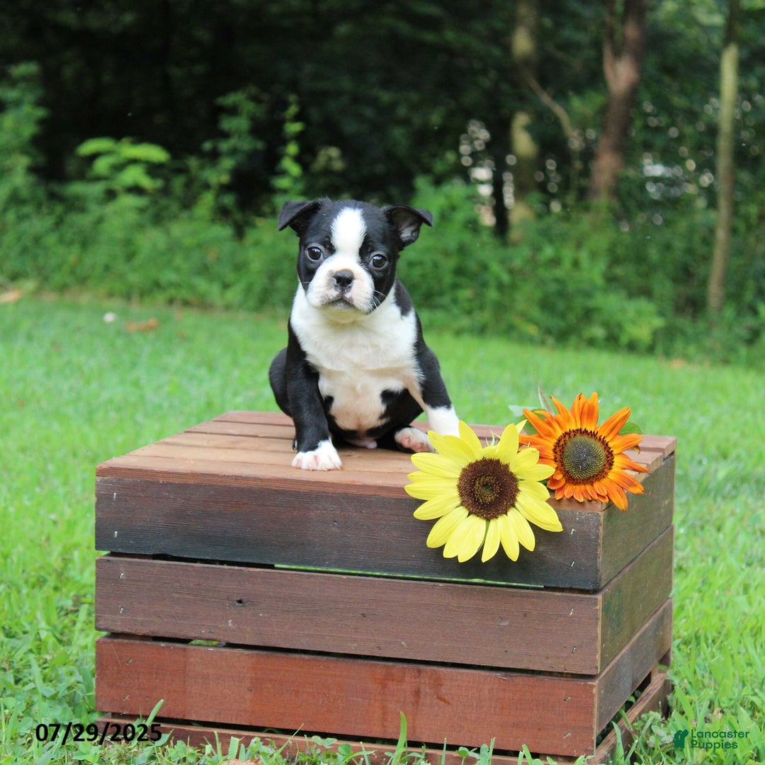 Boston Terrier dogs for sale: Jessica - Image 1