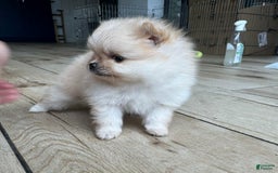 Pomeranian dogs for sale: Bunny - Image 4
