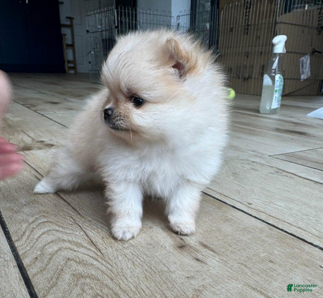 Pomeranian dogs for sale: Bunny - Image 4