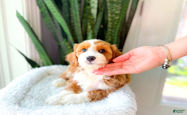 Cavapoo dogs for sale - Ad 1