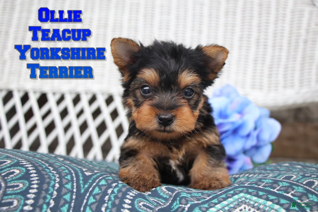 Yorkshire Terrier dogs for sale: Ollie - Image 7