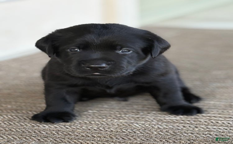 Labrador Retriever dogs for sale - Ad 1