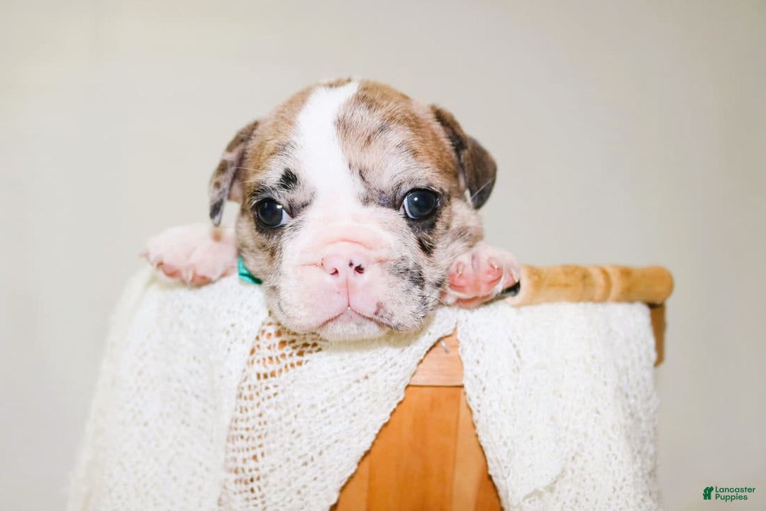 French Bulldog dogs for sale: Zeus Akc - Image 6
