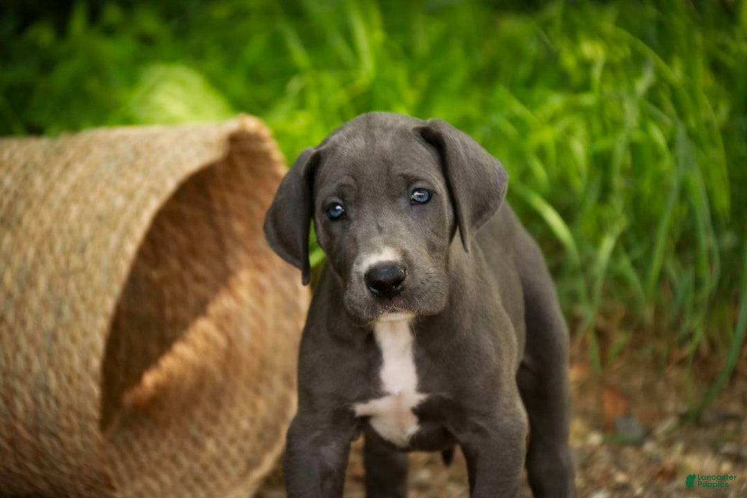 Great Dane dogs for sale: Lucy - Image 6