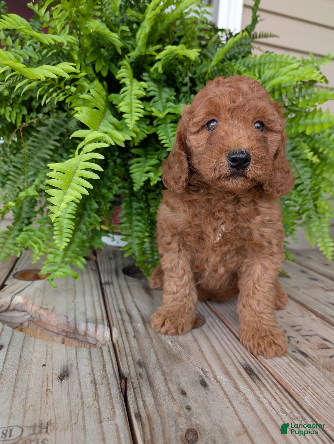Mini Goldendoodle dogs for sale: Mini -kobe - Image 37