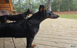 Doberman Pinscher dogs for sale: Athena - Image 3