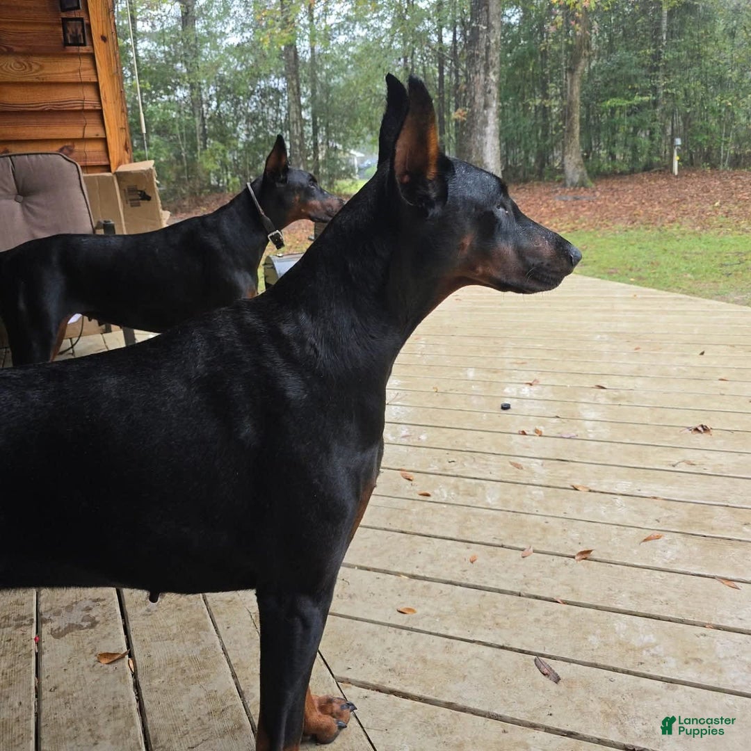 Doberman Pinscher dogs for sale: Athena - Image 3