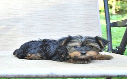 Yorkshire Terrier dogs for sale: Debbie - Image 2