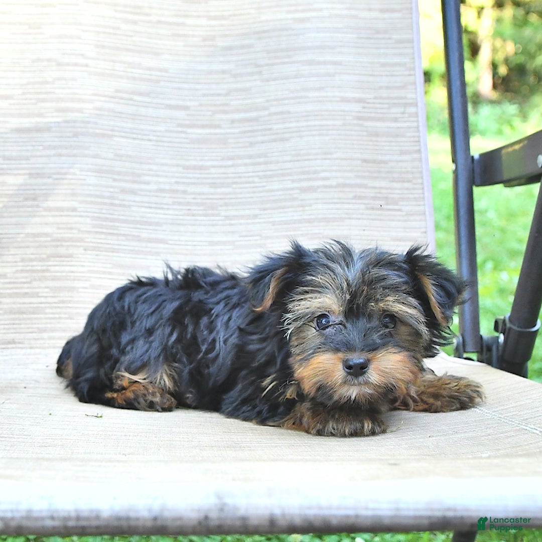 Yorkshire Terrier dogs for sale: Debbie - Image 2