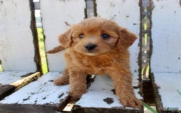 Mini Goldendoodle dogs for sale: Vicky - Image 4