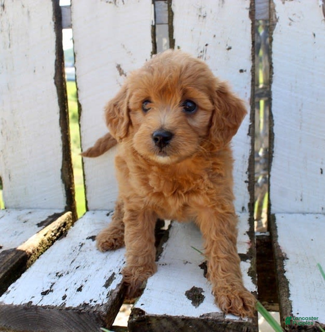 Mini Goldendoodle dogs for sale: Vicky - Image 4