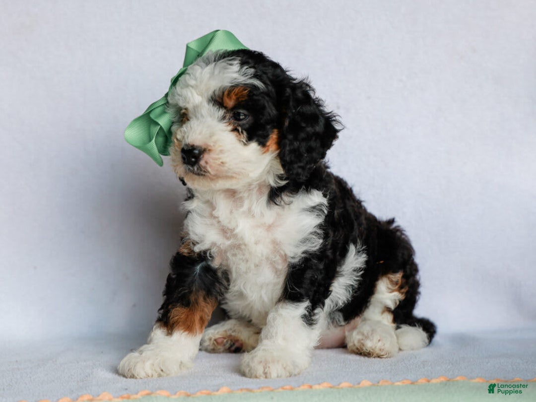 Mini Bernedoodle dogs for sale: Mercedes - Image 4