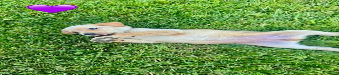 Female Yellow Purple Collar