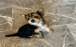 Yorkshire Terrier dogs for sale: Jacob - Image 2