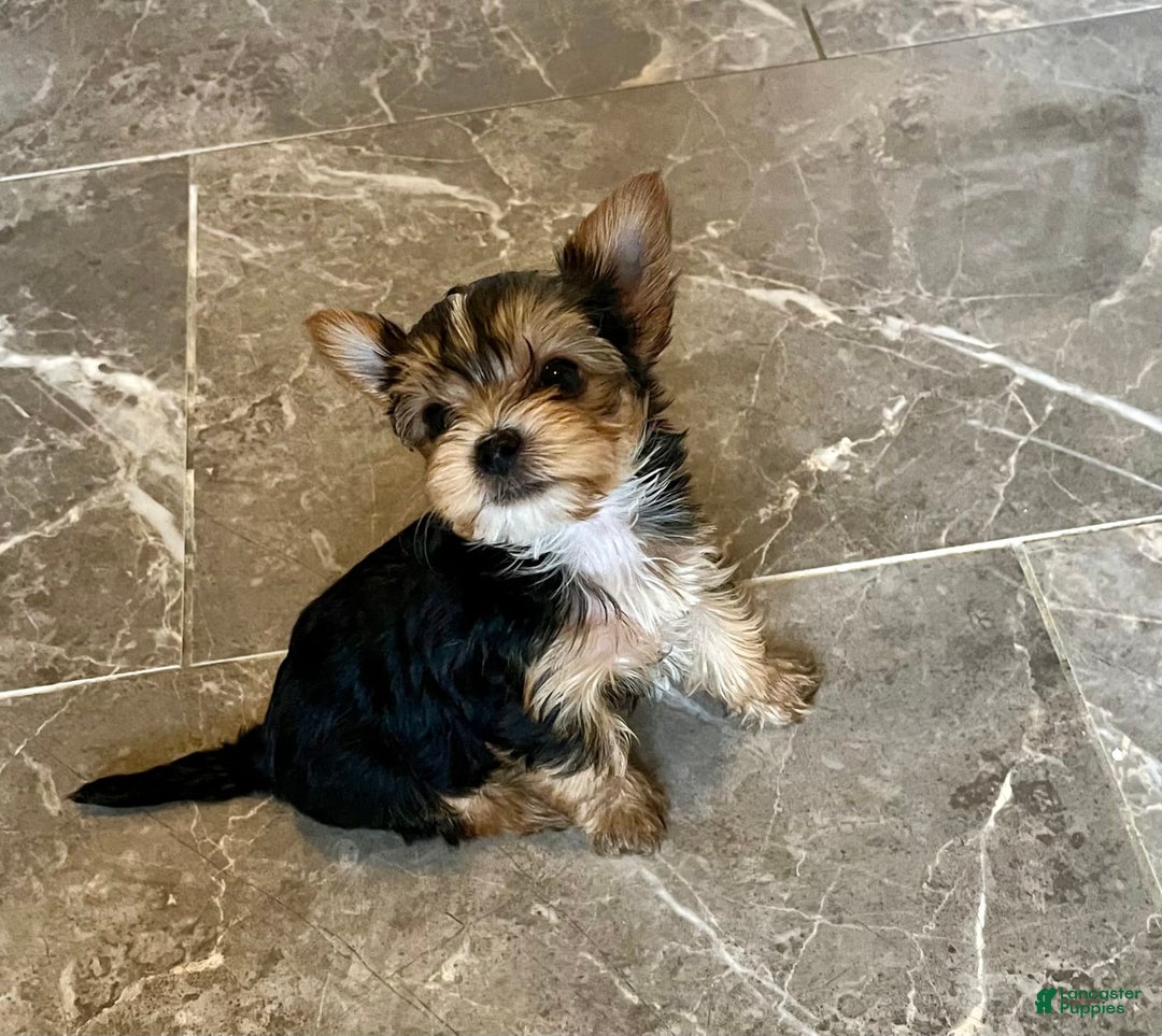 Yorkshire Terrier dogs for sale: Jacob - Image 2