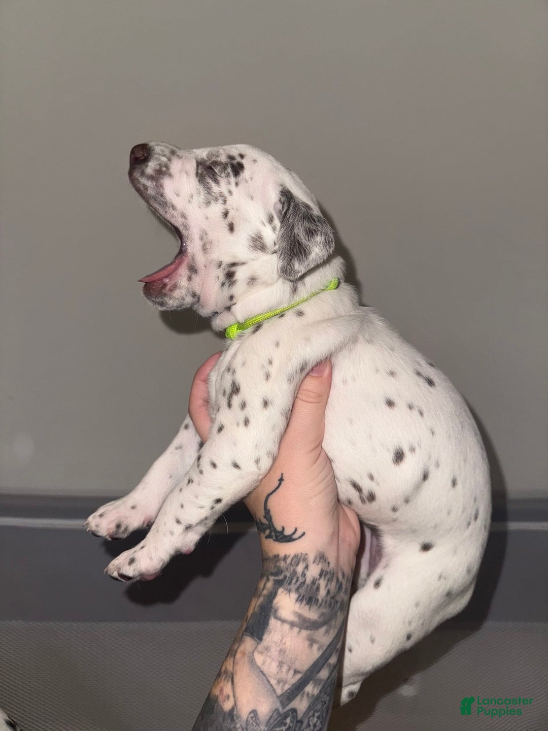 Dalmatian dogs for sale: Caitlin Bark - Image 2