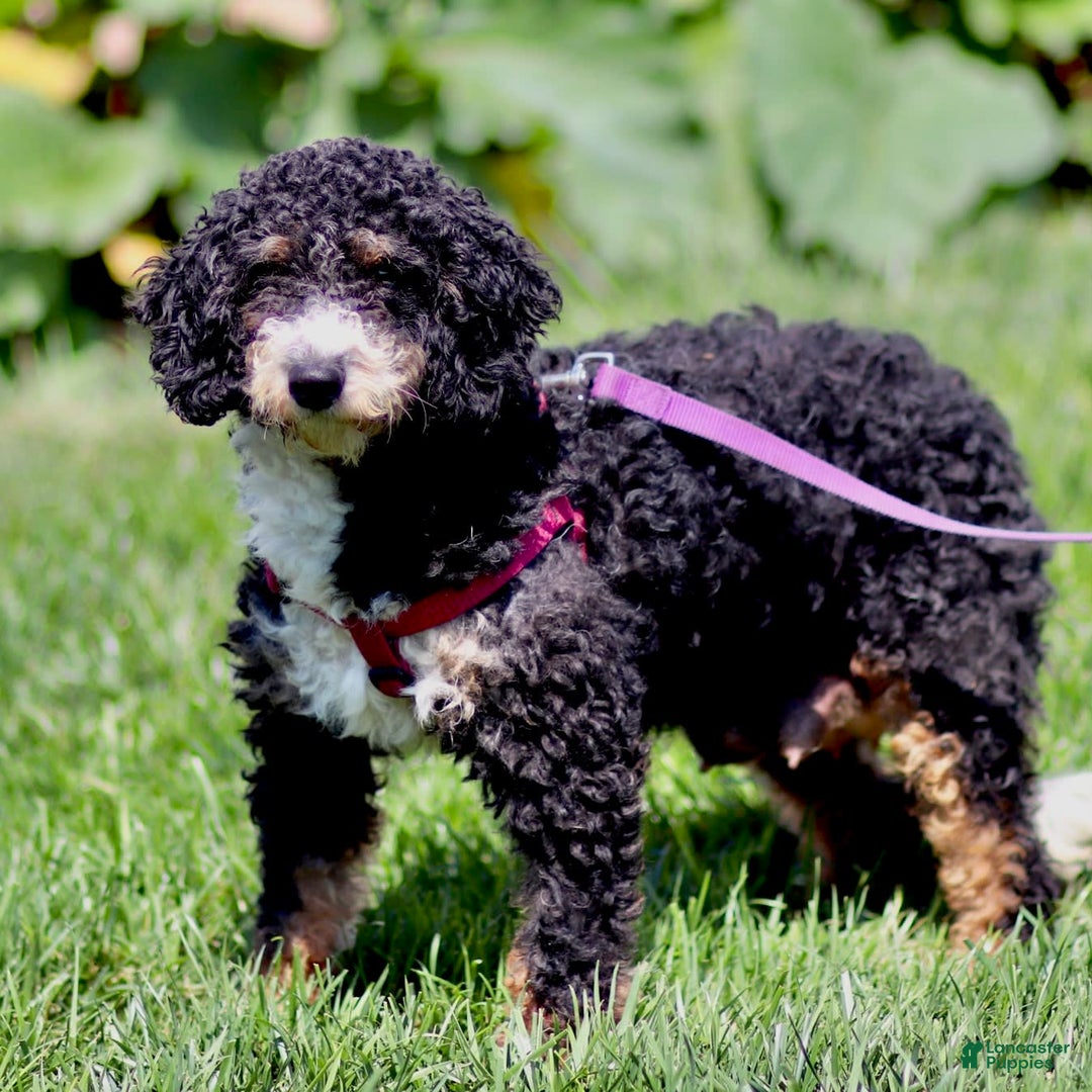 Mini Bernedoodle dogs for sale: Tabitha - Image 5