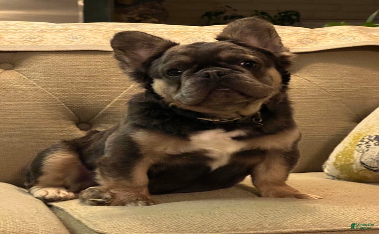 French Bulldog dogs for sale - Ad 5