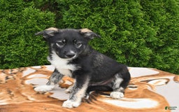 Norwegian Elkhound dogs for sale: Cody - Image 3