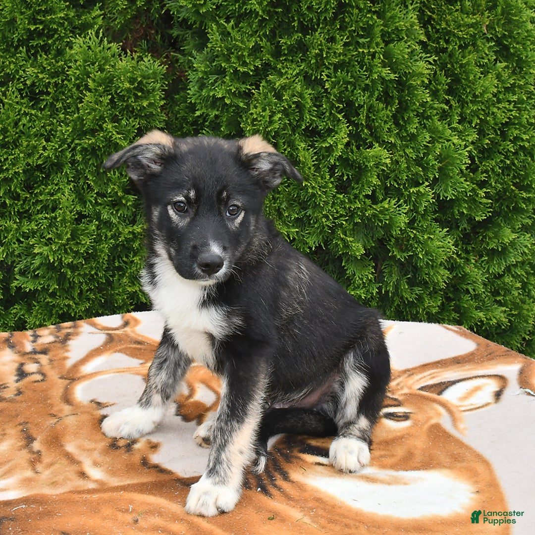 Norwegian Elkhound dogs for sale: Cody - Image 3