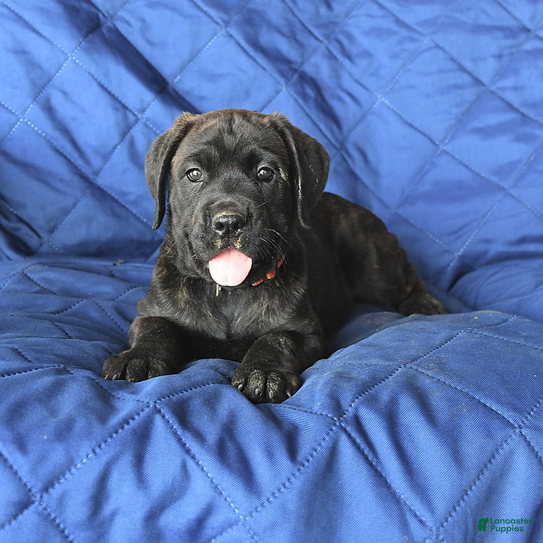 Cane Corso dogs for sale: Mia - Image 10