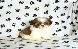 Shih Tzu dogs for sale: Charlie - Image 20