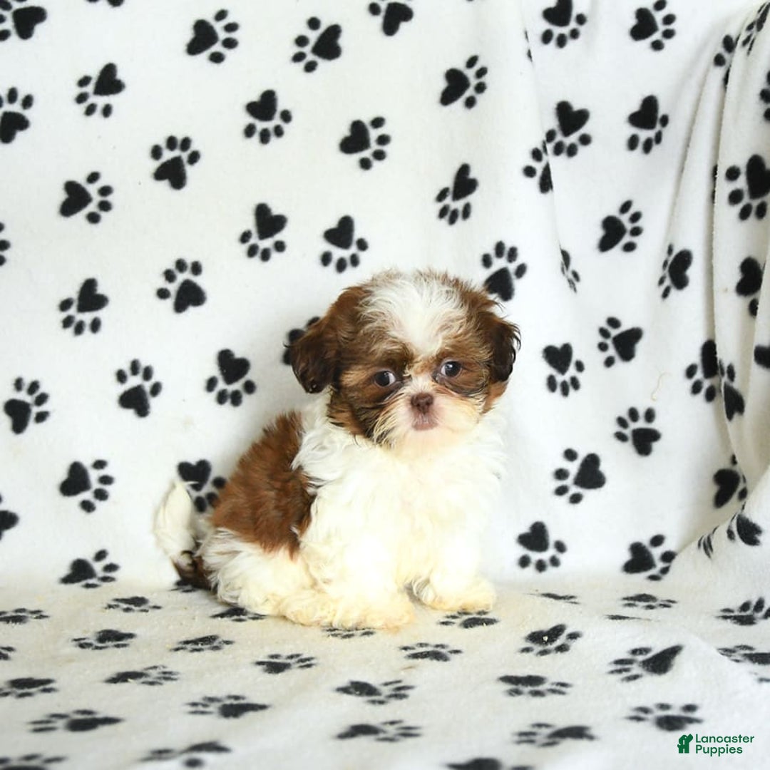Shih Tzu dogs for sale: Charlie - Image 20