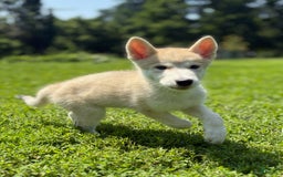 categoriesInfo:categoryAttributeOptions.pets.dogs.breed.akita dogs for sale: Champ - Image 13