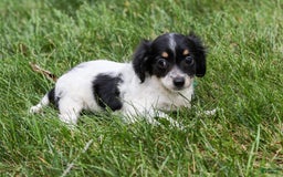 Chihuahua dogs for sale: Chihuahua 3 puppies - Image 2