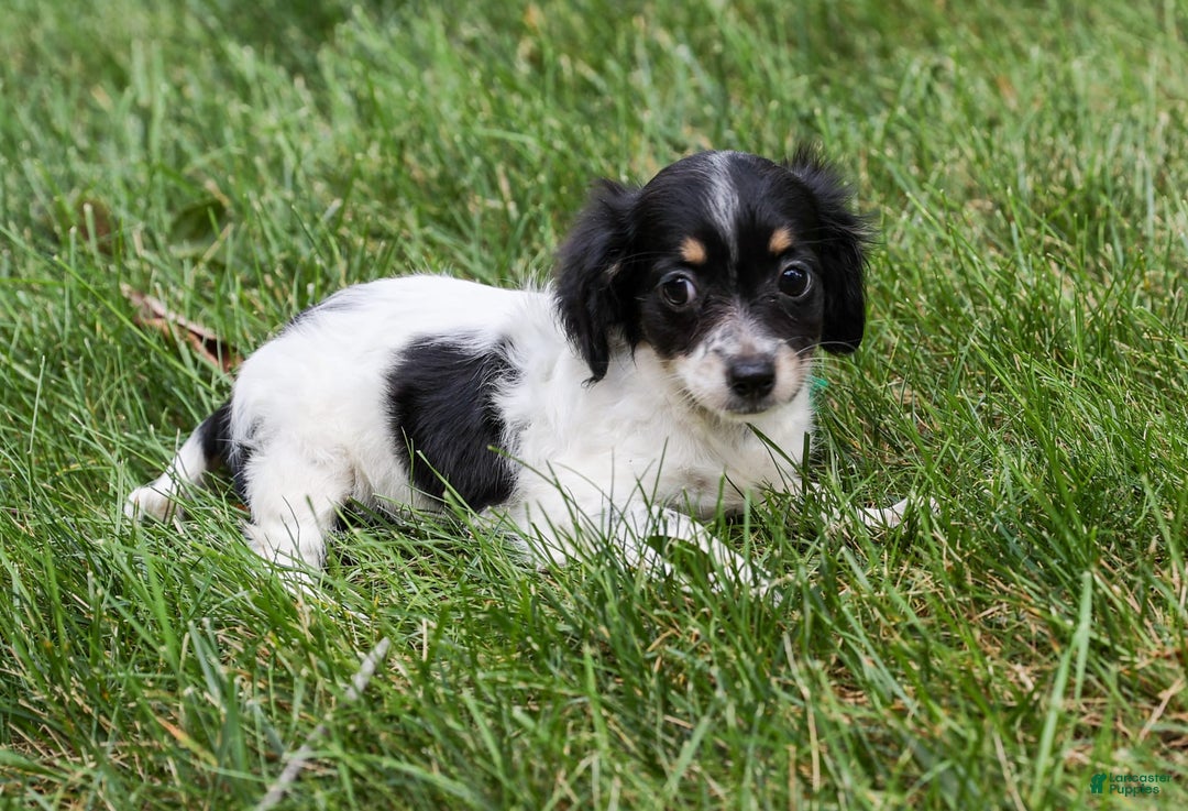 Chihuahua dogs for sale: Chihuahua 3 puppies - Image 2