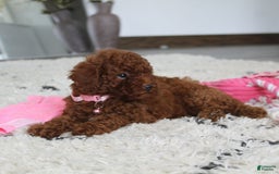 Toy Poodle dogs for sale: Elena - Image 17