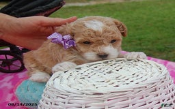 Toy Poodle dogs for sale: Blossom - Image 1