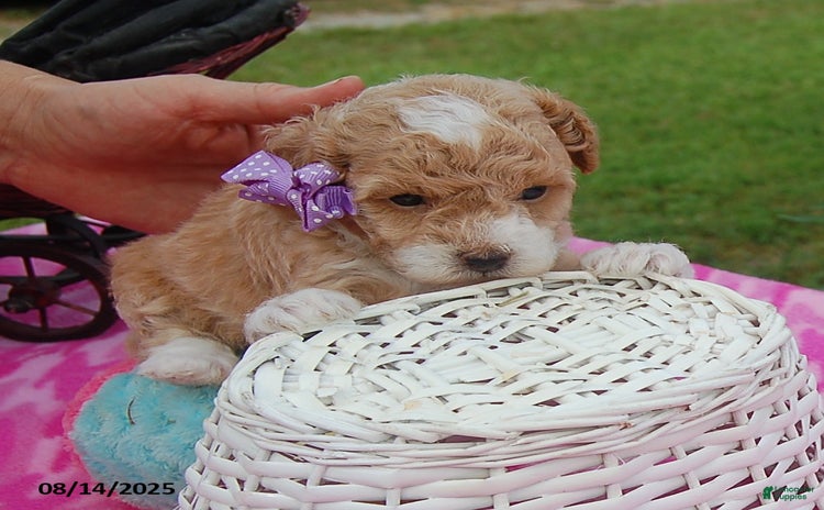 Toy Poodle dogs for sale - Ad 2