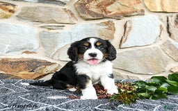 Miniature Bernese Mountain Dog dogs for sale: Cedar - Image 4