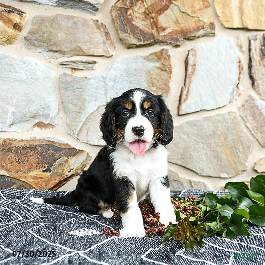 Miniature Bernese Mountain Dog dogs for sale: Cedar - Image 4