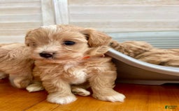 Maltipoo dogs for sale: Tina - Listing for pets: Bestie, Gracie, Tina, Debbie - Image 4