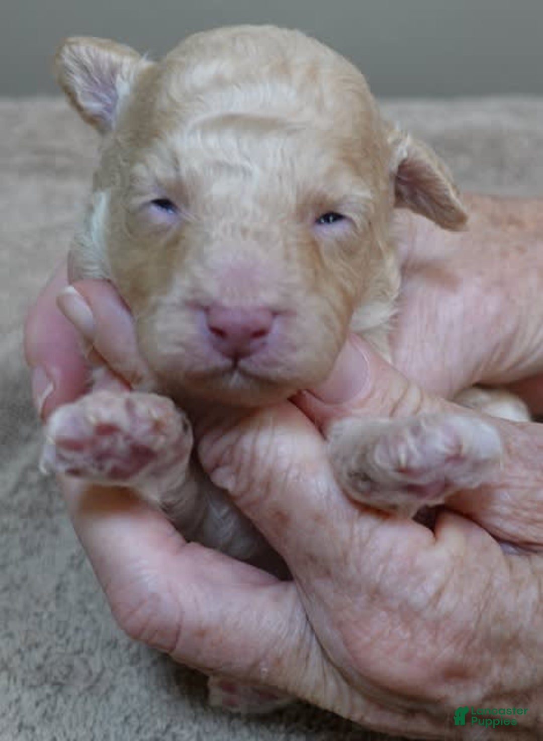 Toy Poodle dogs for sale: Zylo - Image 14