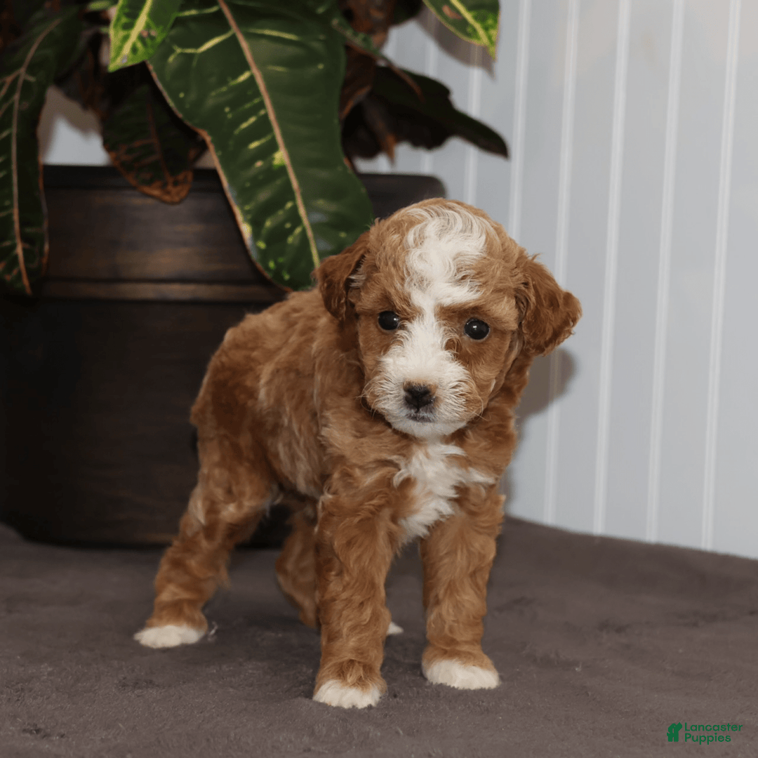 Toy Poodle dogs for sale: Edith - Image 4