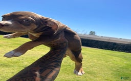 American Bully dogs for sale: Sophy - Image 1