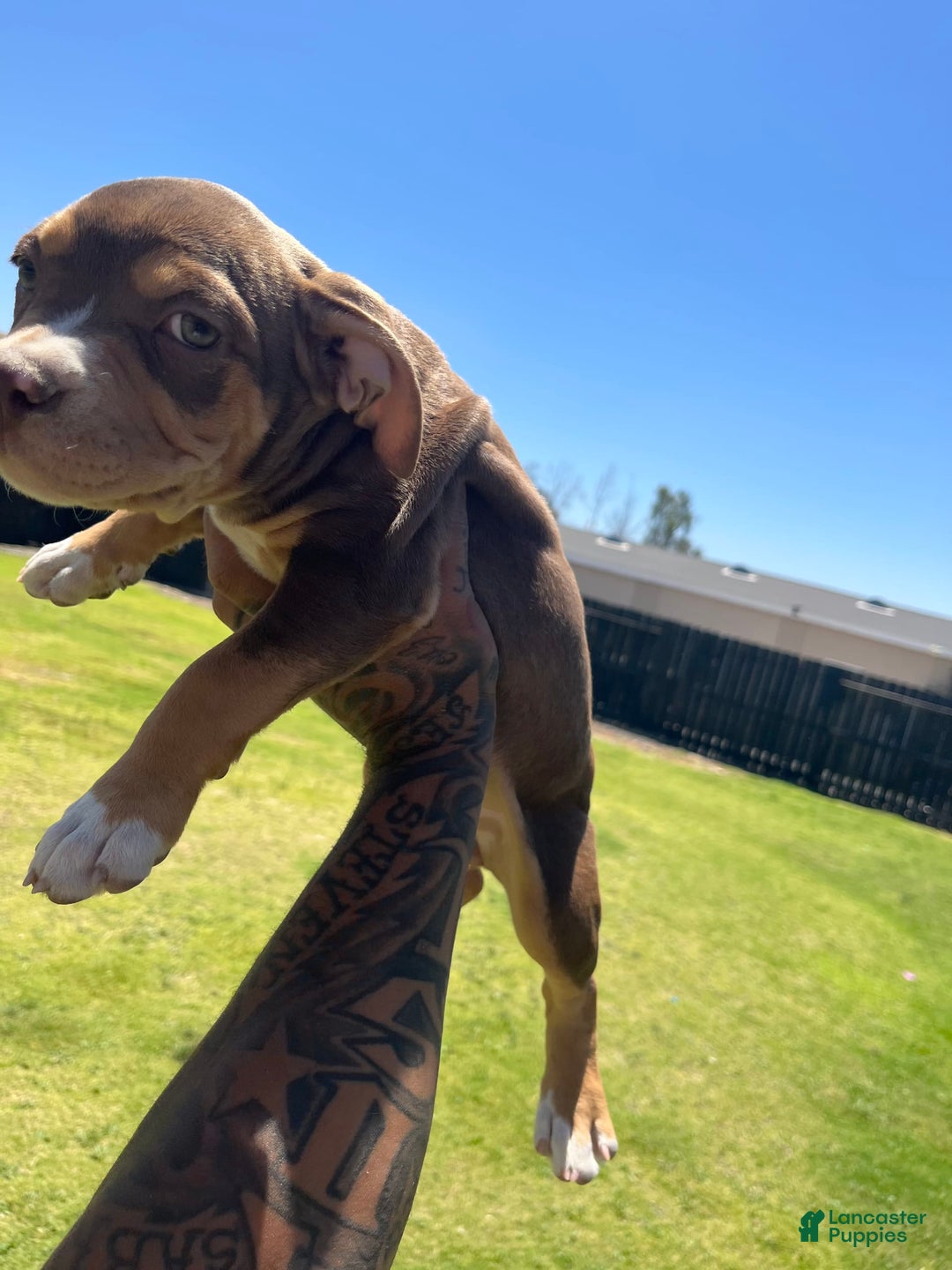 American Bully dogs for sale: Sophy - Image 1