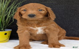 Goldendoodle dogs for sale: Emmie - Image 24