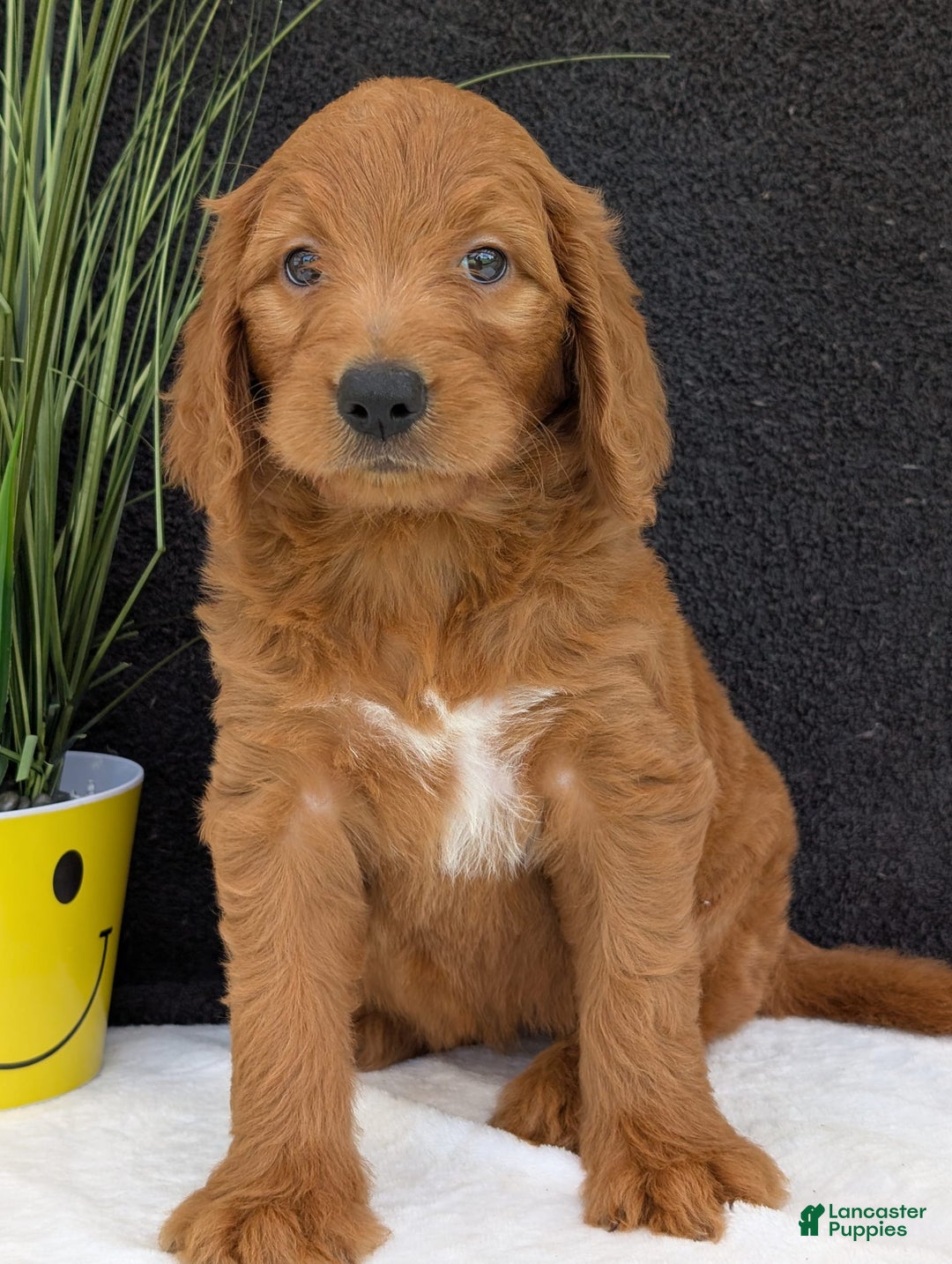 Goldendoodle dogs for sale: Emmie - Image 24