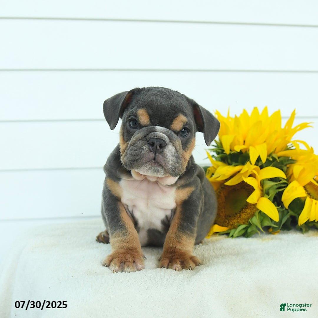 English Bulldog dogs for sale: Graham - Image 5