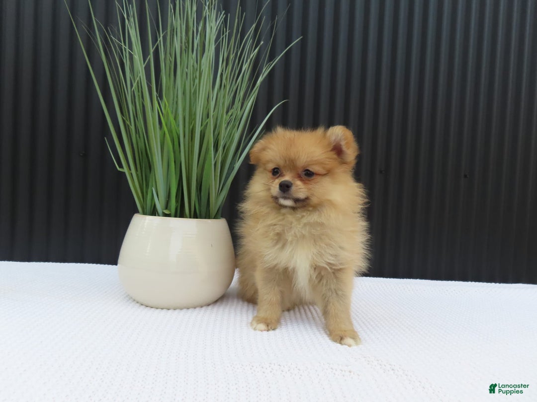 Pomeranian dogs for sale: Sandy - Image 1