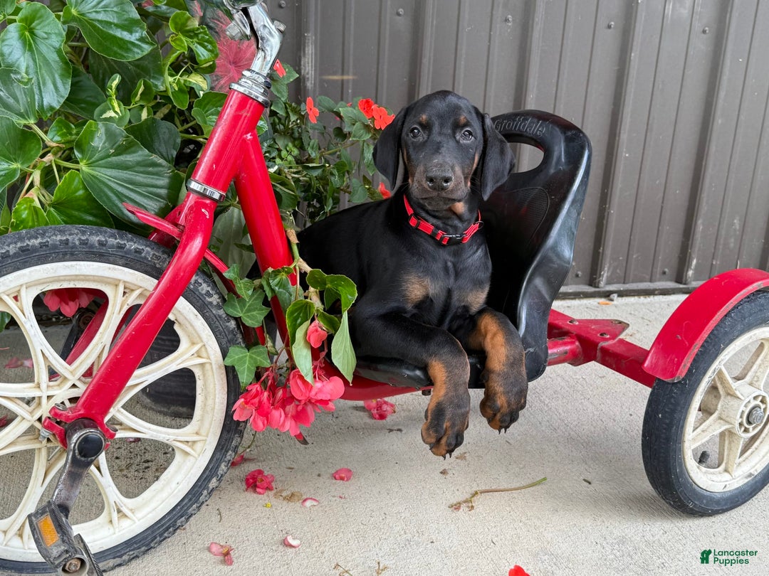 Doberman Pinscher dogs for sale: Max - Image 3
