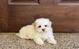 Havanese dogs for sale: Connor - Image 3