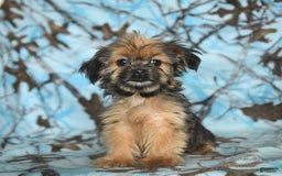 Shorkie dogs for sale: Huck - Image 12